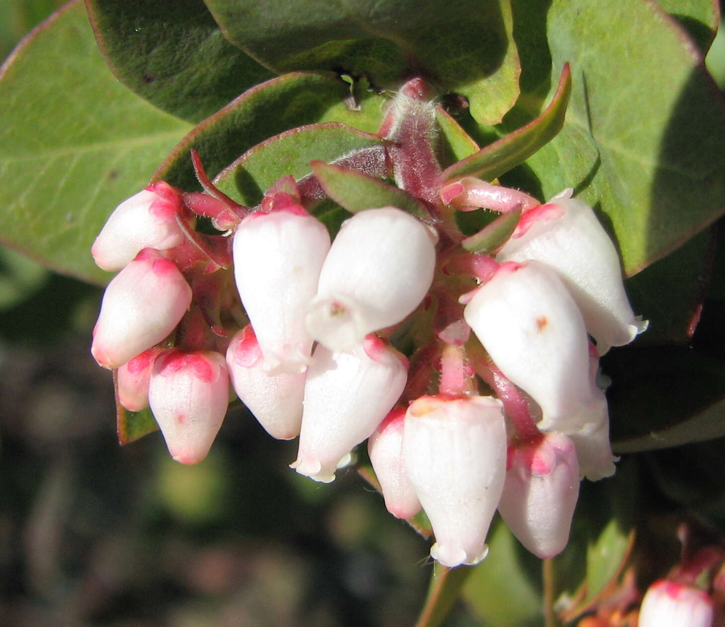 Image of woollyleaf manzanita