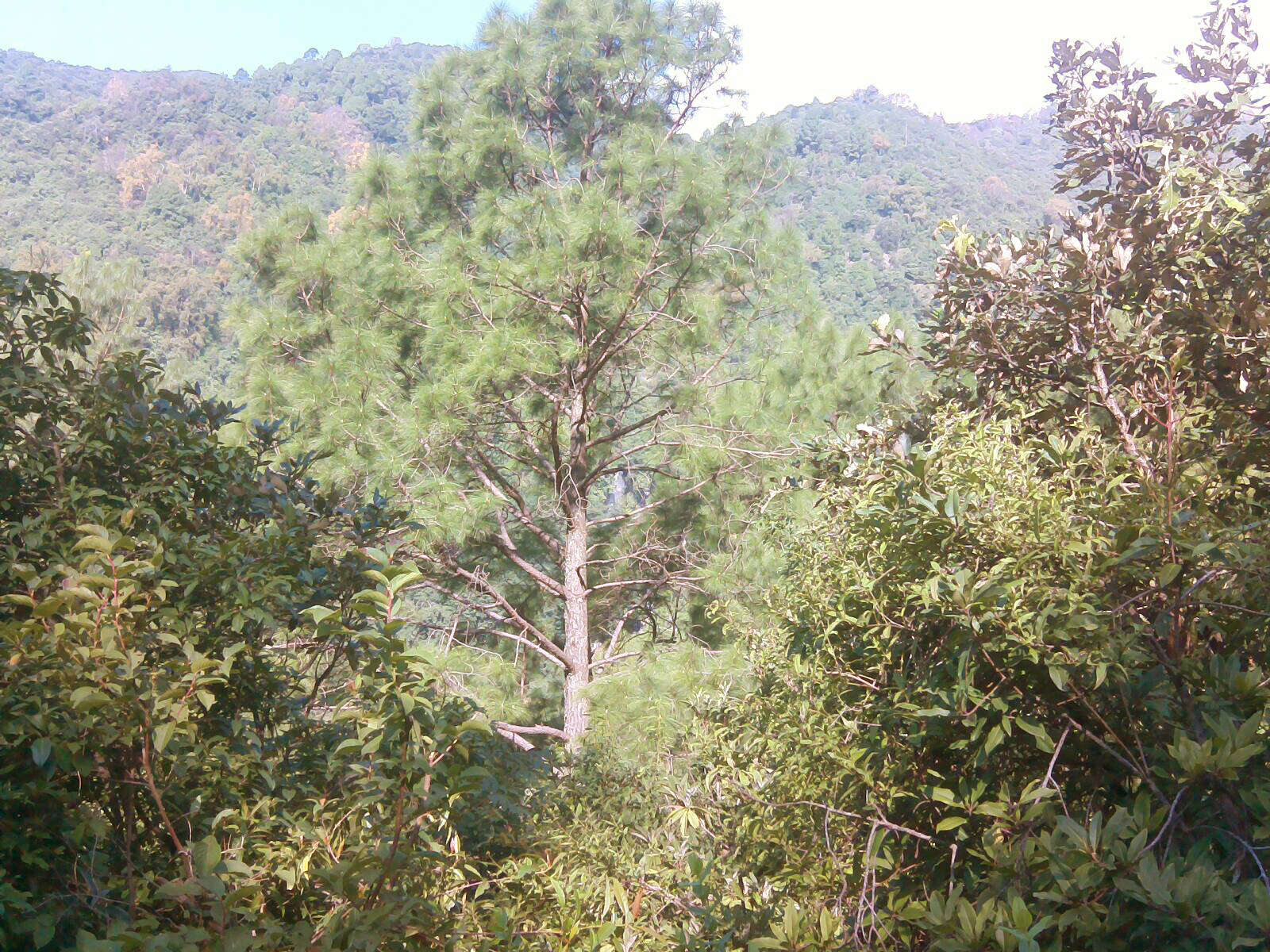 Image of Cheer pine