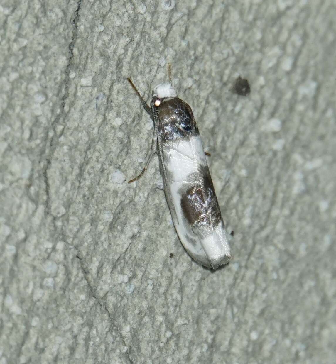 Ethmia nivosella Walker 1864的圖片