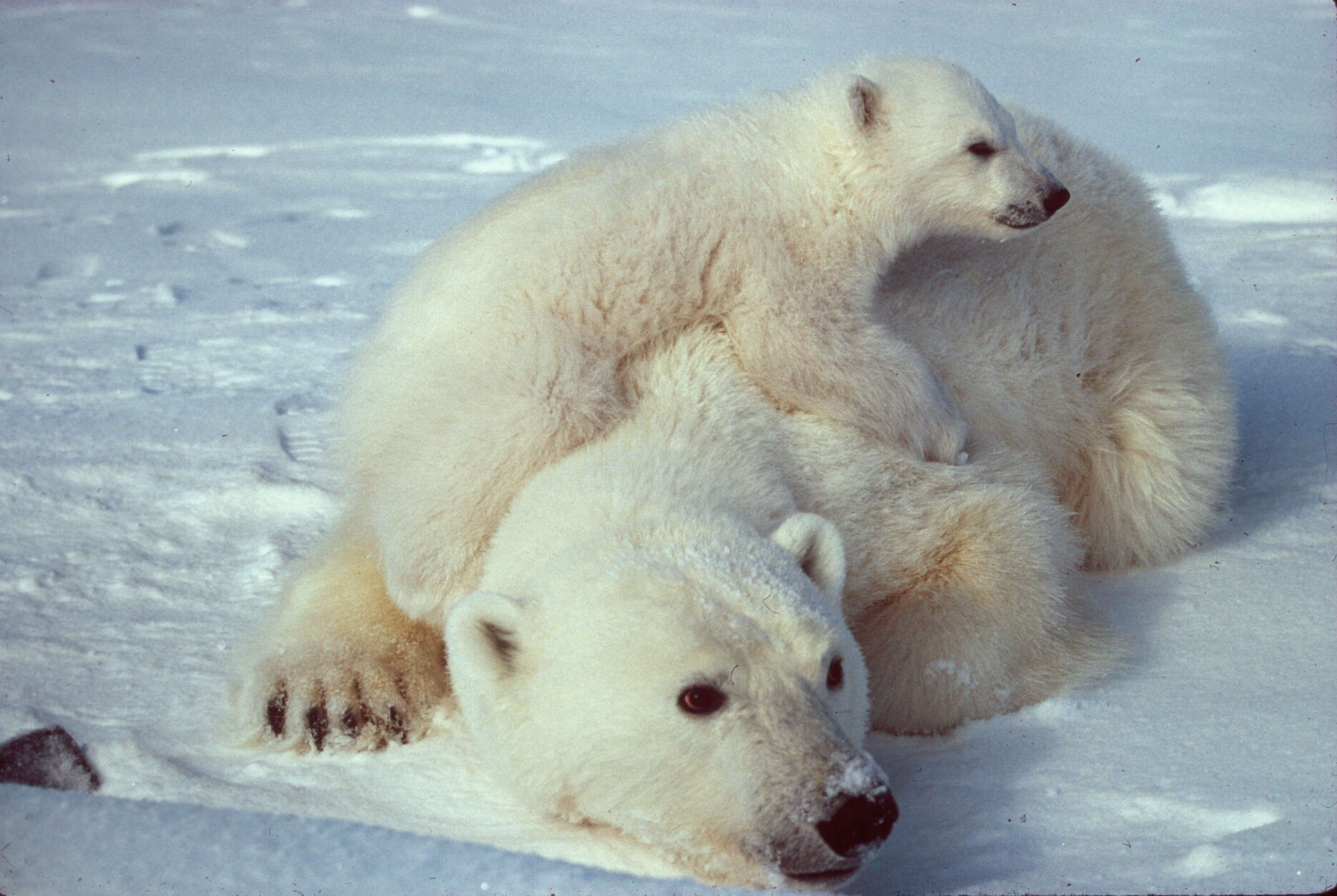 Image of polar bear