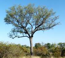 Image of marula