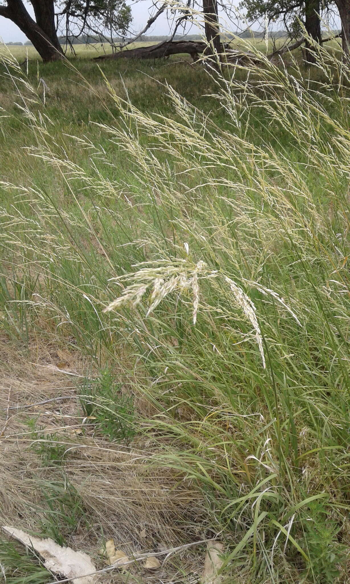 Слика од Sporobolus rigidus (Buckley) P. M. Peterson