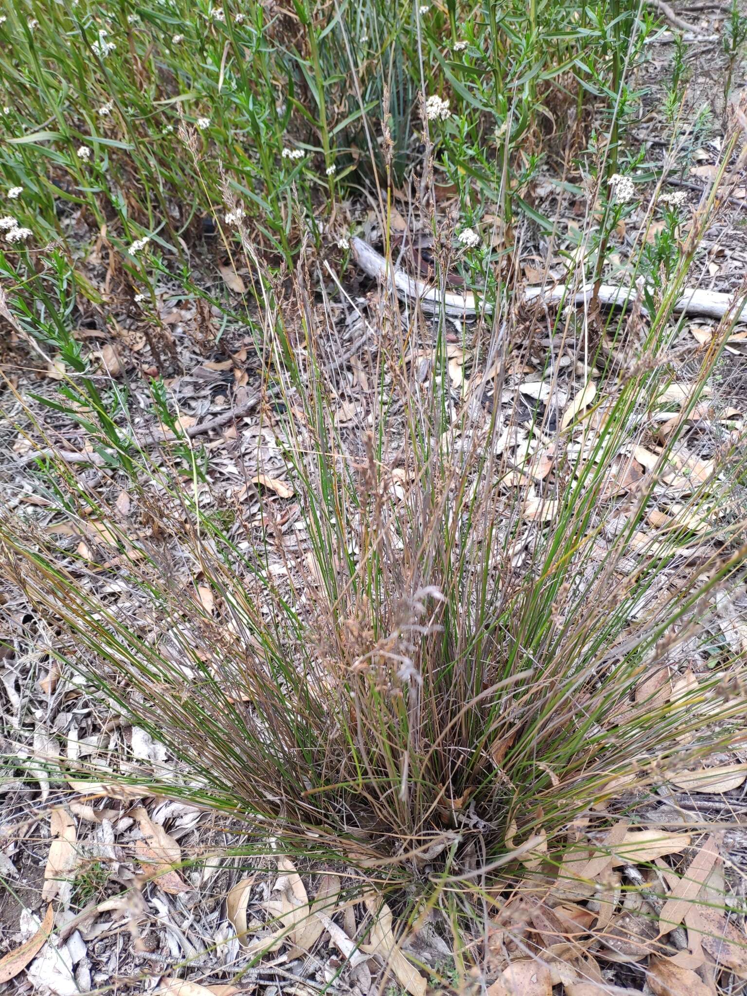 Image of Lepidosperma semiteres Boeckeler