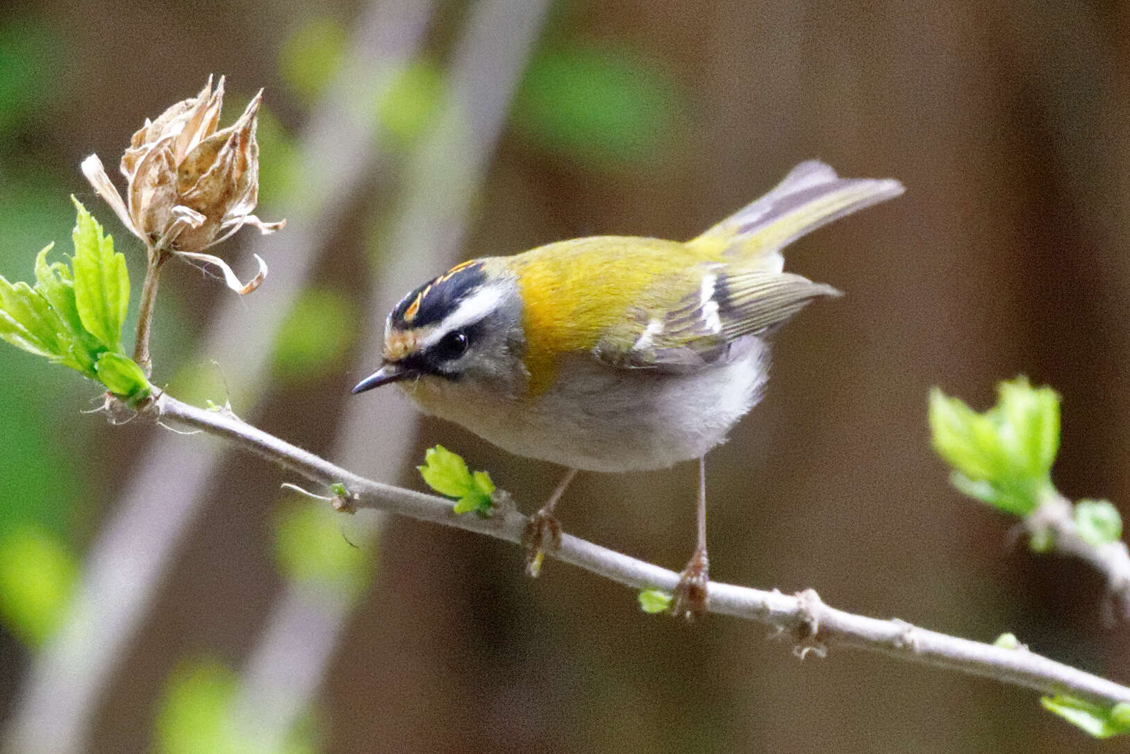 Image of Common Firecrest