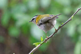 Image of Common Firecrest