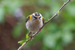 Image of Common Firecrest