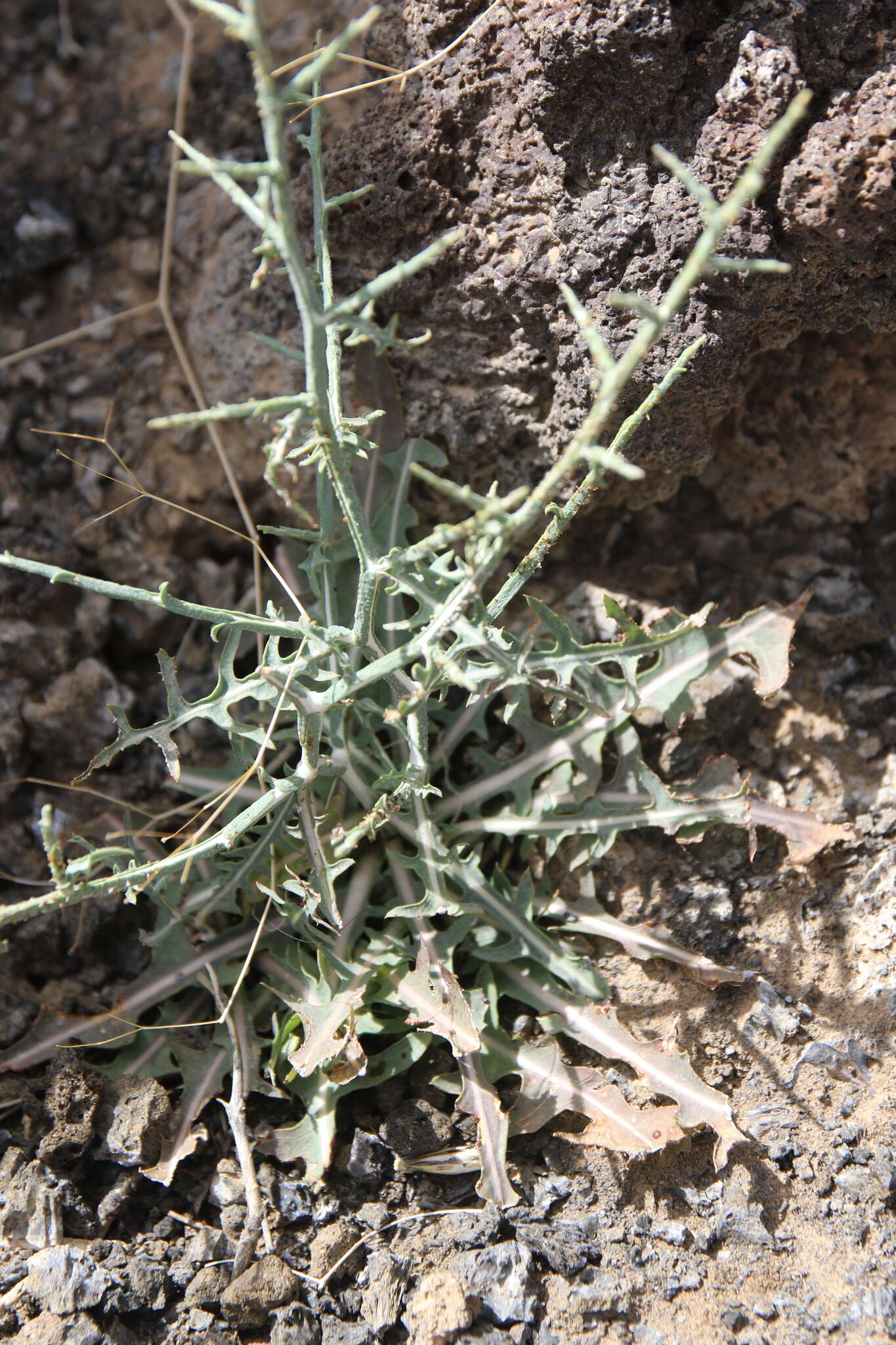 Image of Lactuca orientalis (Boiss.) Boiss.