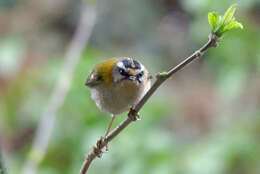 Image of Common Firecrest