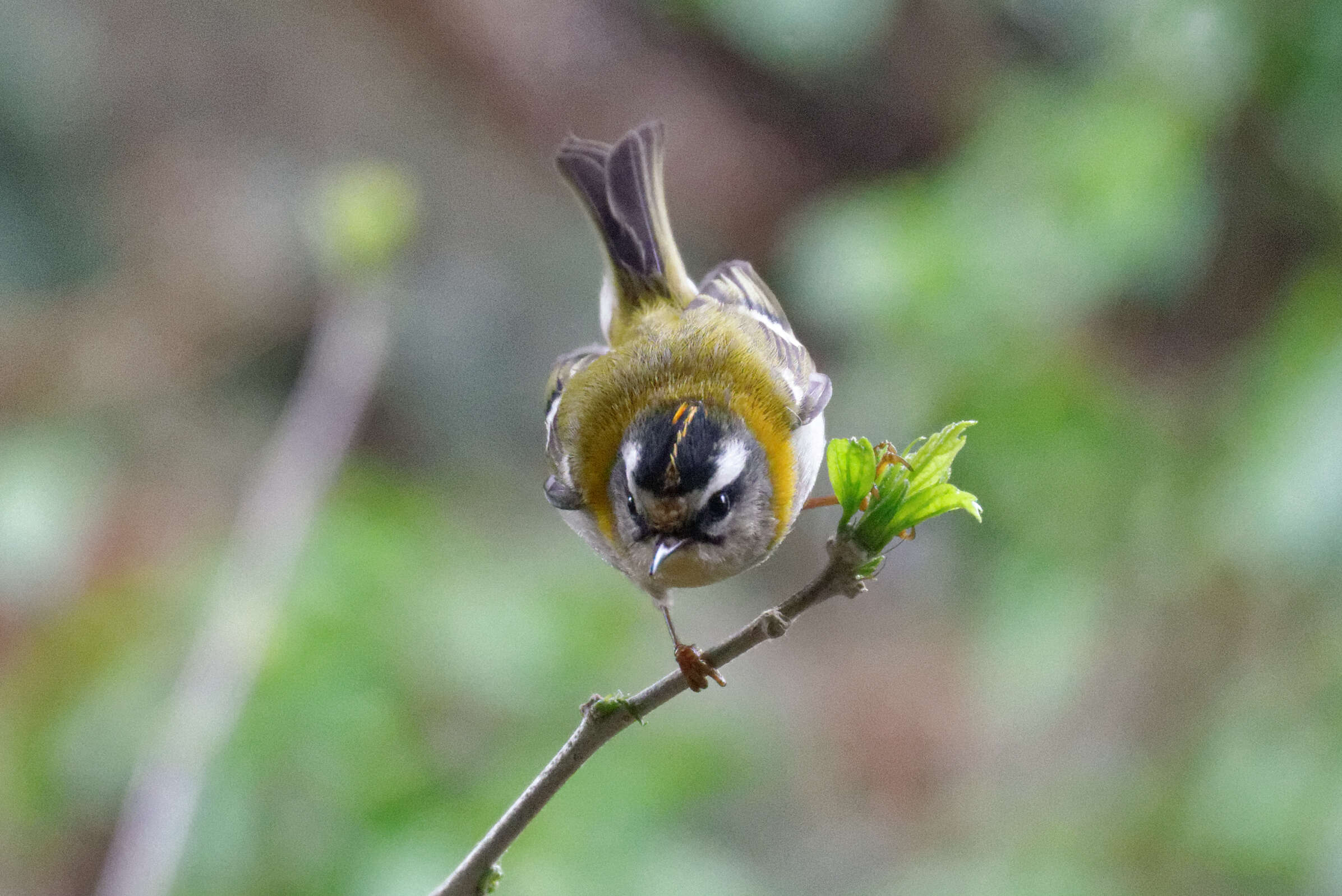 Image of Common Firecrest