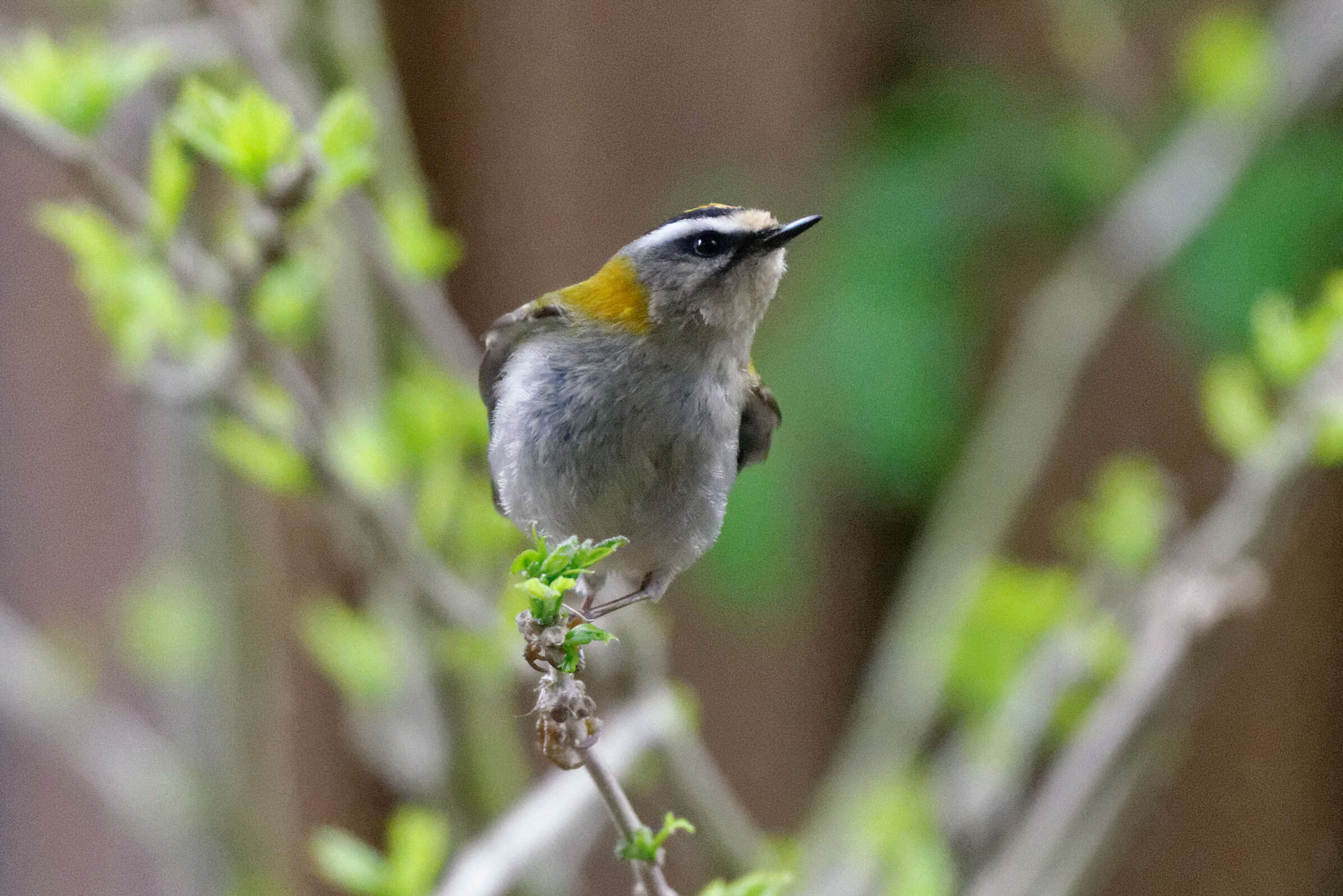 Image of Common Firecrest