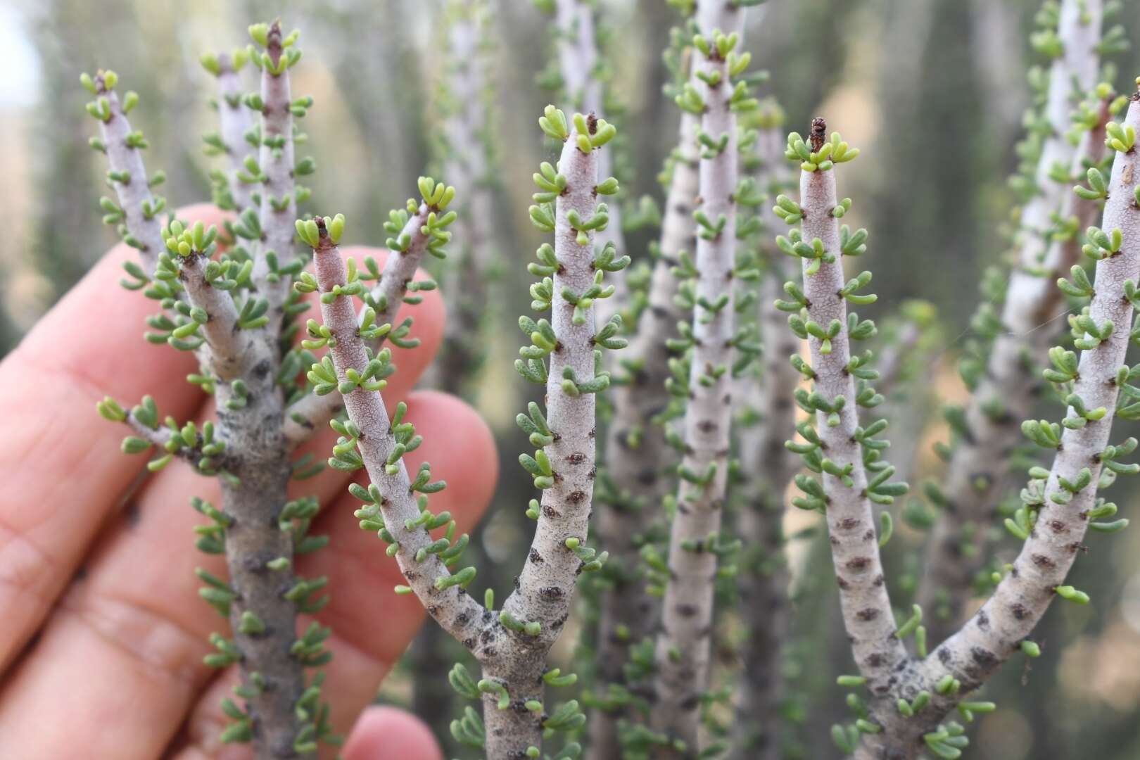 Image of Portulacaria namaquensis Sond.