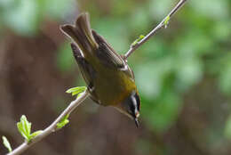 Image of Common Firecrest