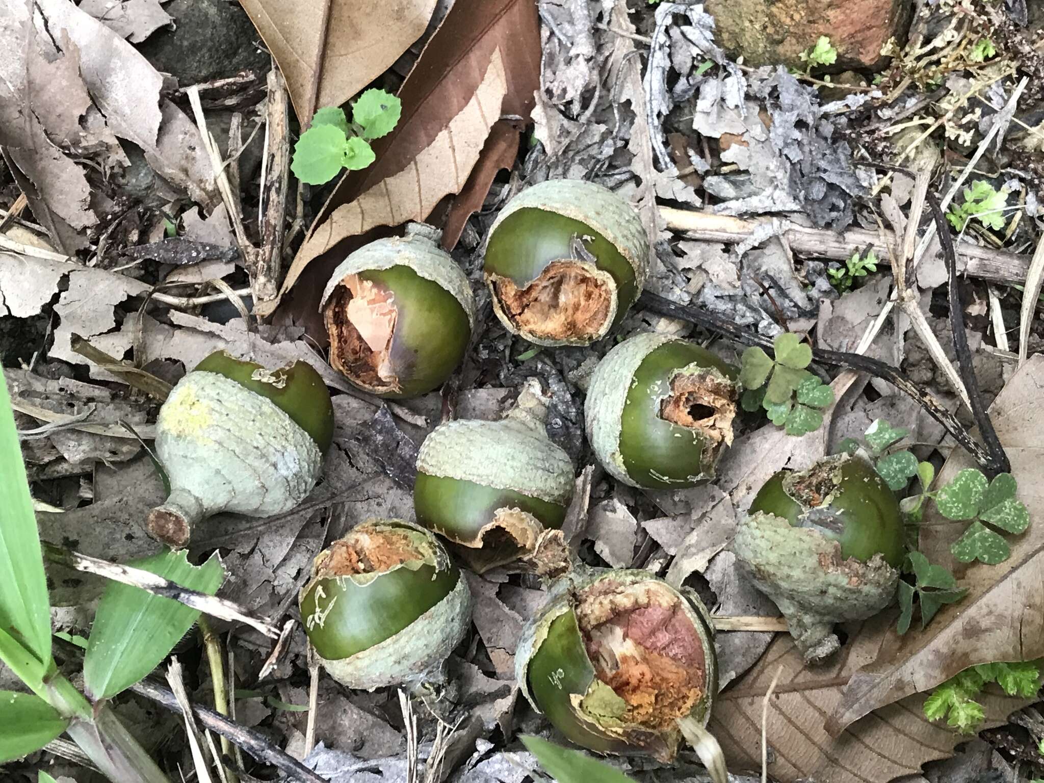 Image of Lithocarpus shinsuiensis Hayata & Kaneh.