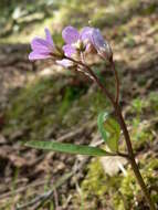 Image of Nuttall's toothwort