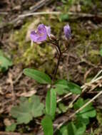 Image of Nuttall's toothwort