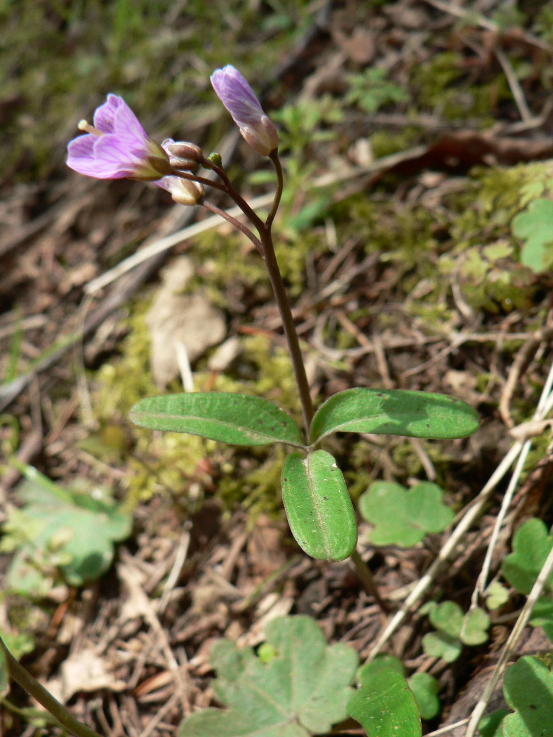 Image of Nuttall's toothwort