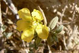 Image of Helianthemum stipulatum (Forsk.) C. Chr.