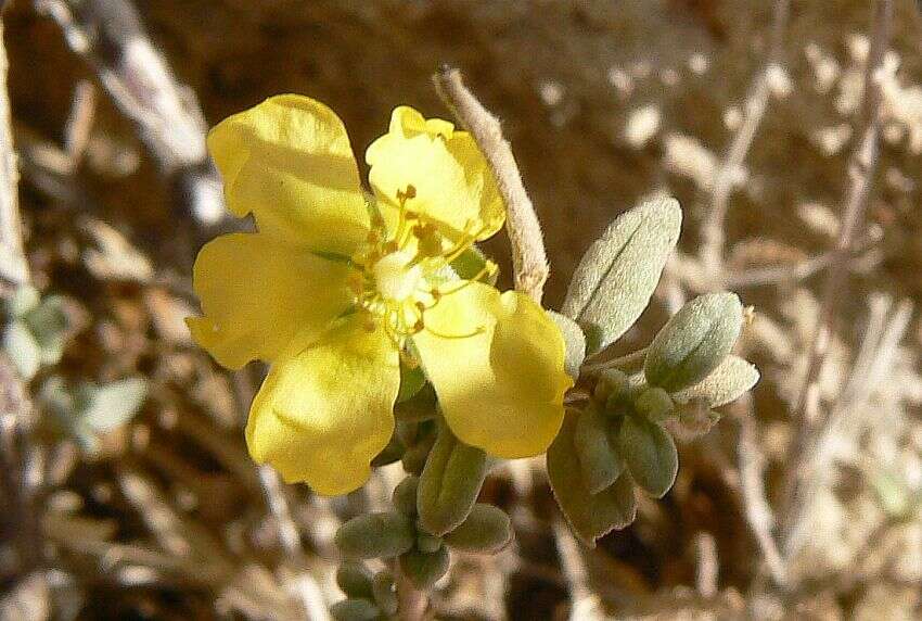 Image of Helianthemum stipulatum (Forsk.) C. Chr.