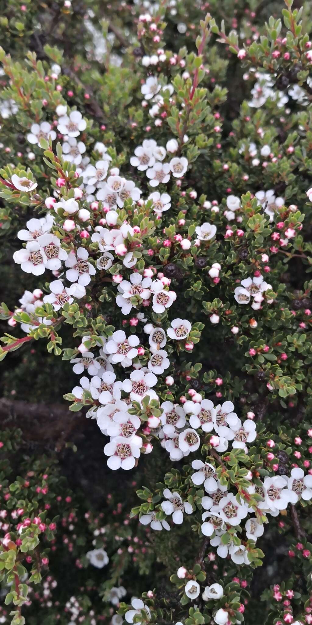 Sivun Leptospermum rupestre Hook. fil. kuva