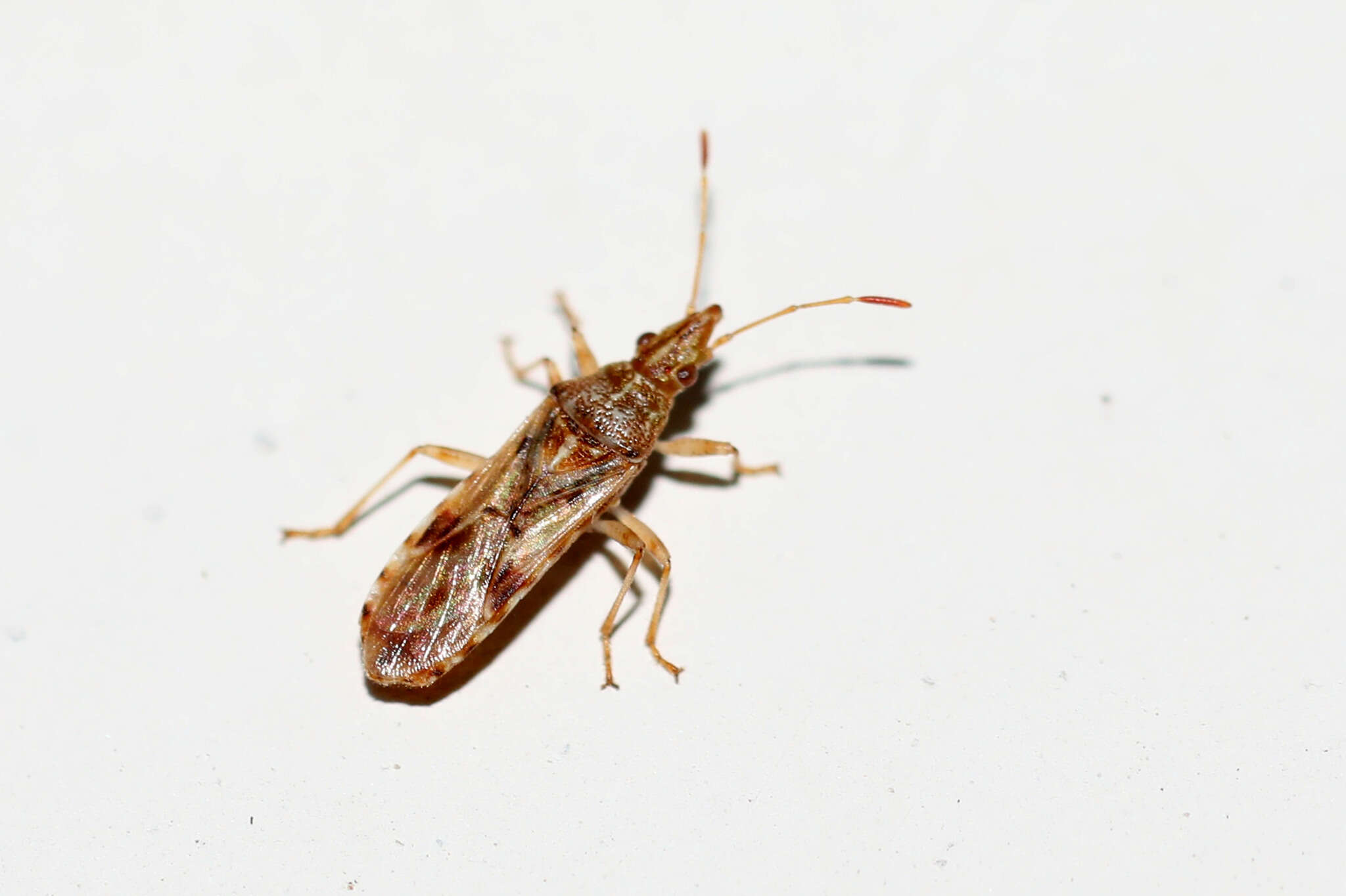 Image of sycamore seed bug