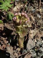 Image of arctic sweet coltsfoot