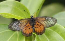 Image of Acraea igola Trimen 1889