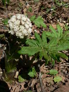 Image of arctic sweet coltsfoot