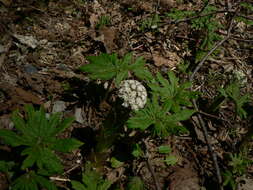 Plancia ëd Petasites frigidus (L.) R. E. Fr.