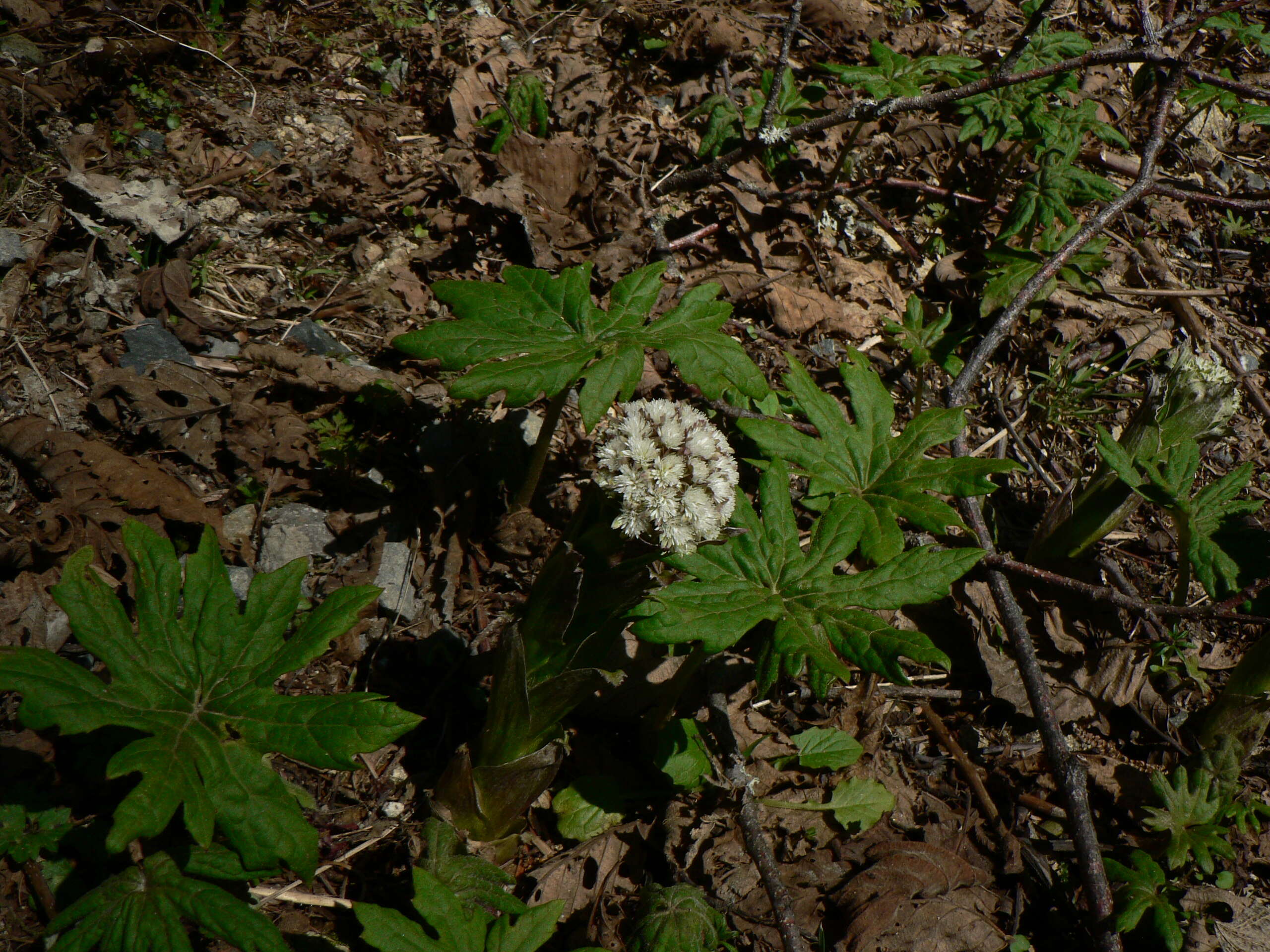 Image of arctic sweet coltsfoot