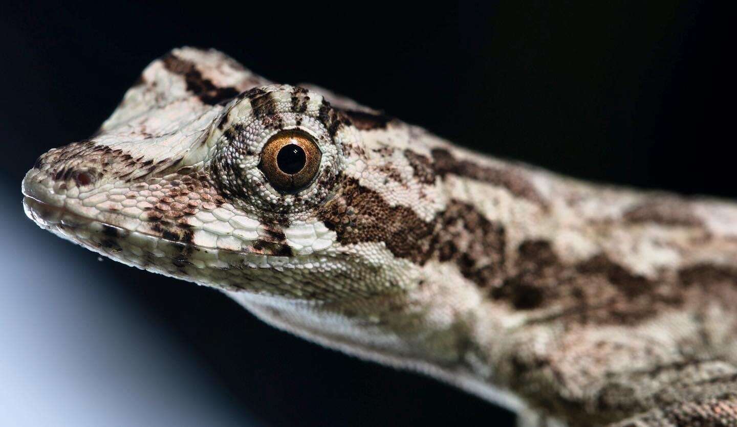 Image of Anolis lyra Poe, Velasco, Miyata & Williams 2009