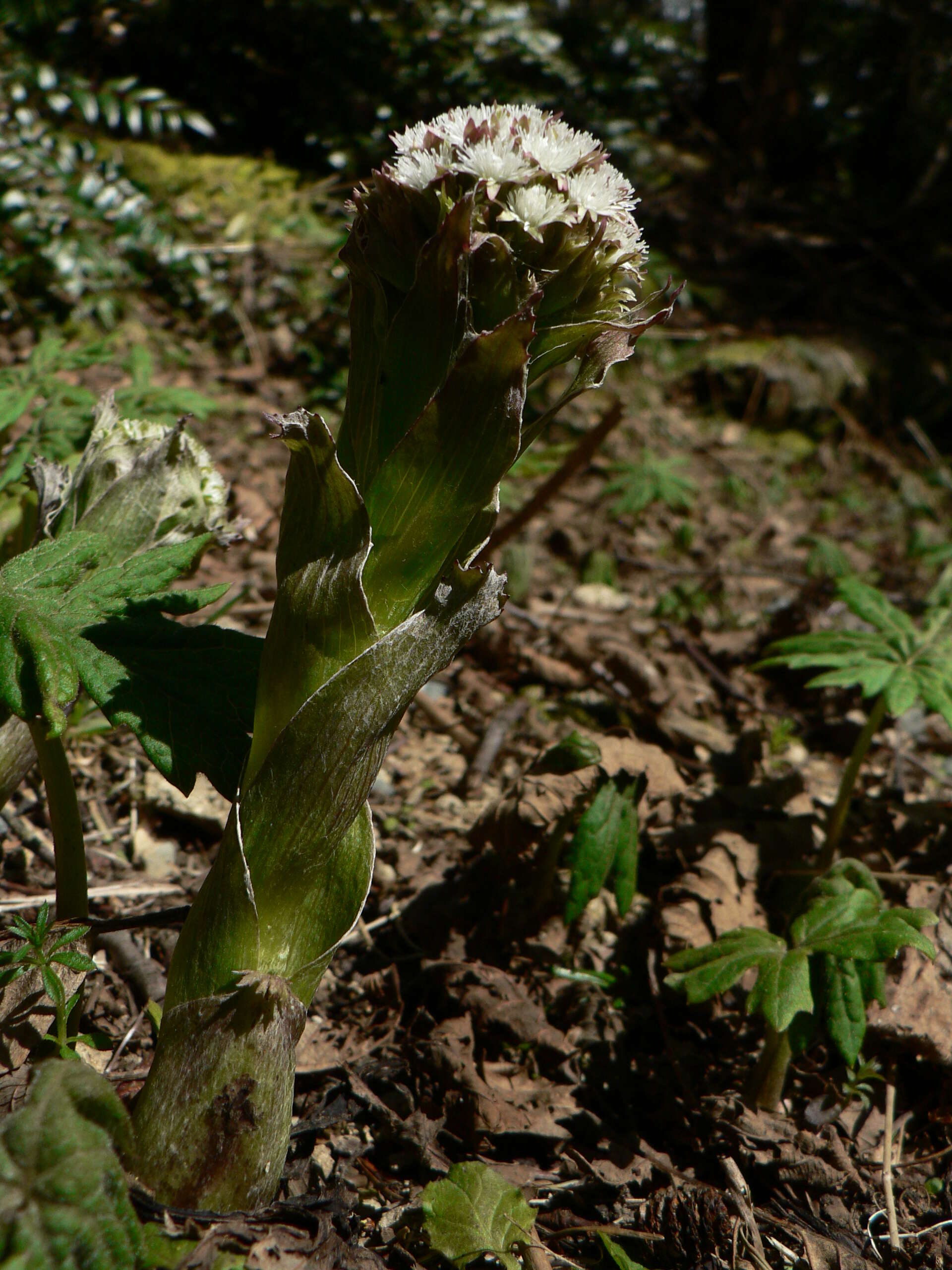 Image of arctic sweet coltsfoot