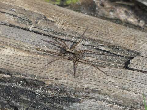 Image of Pardosa lugubris (Walckenaer 1802)