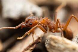 Image of Trachymyrmex arizonensis (Wheeler 1907)