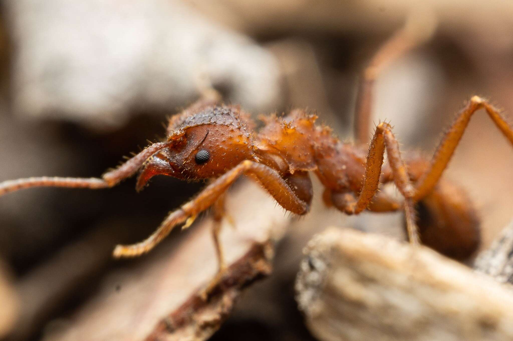 Plancia ëd Trachymyrmex arizonensis (Wheeler 1907)