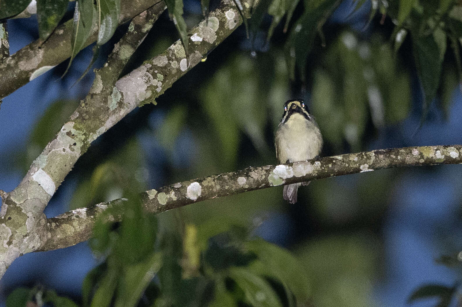 Image of Yellow-throated Tinkerbird