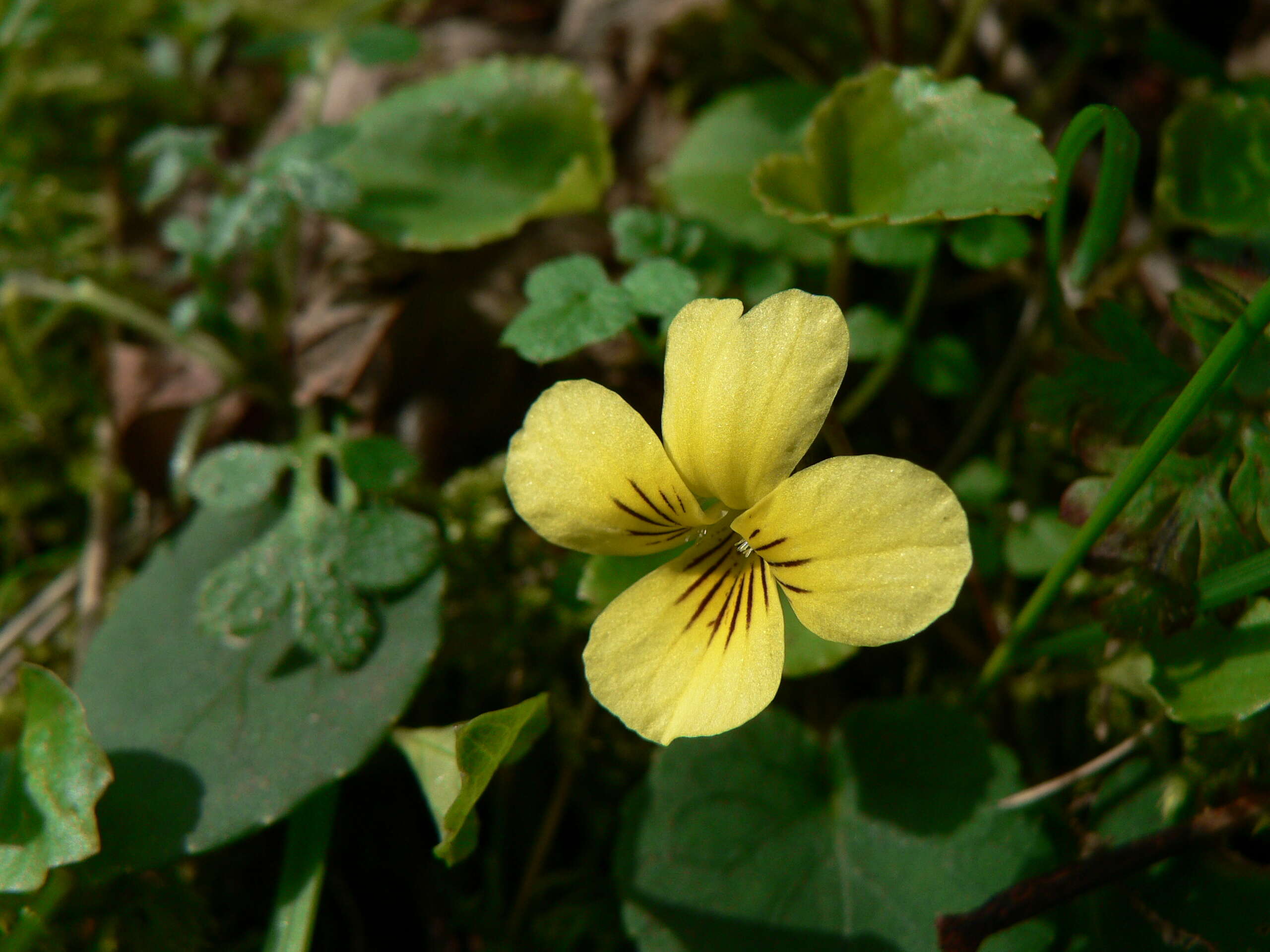 Image of Evergreen Violet