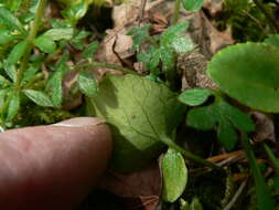 Image of Evergreen Violet