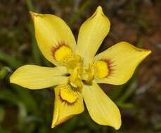 Plancia ëd Moraea namaquamontana Goldblatt