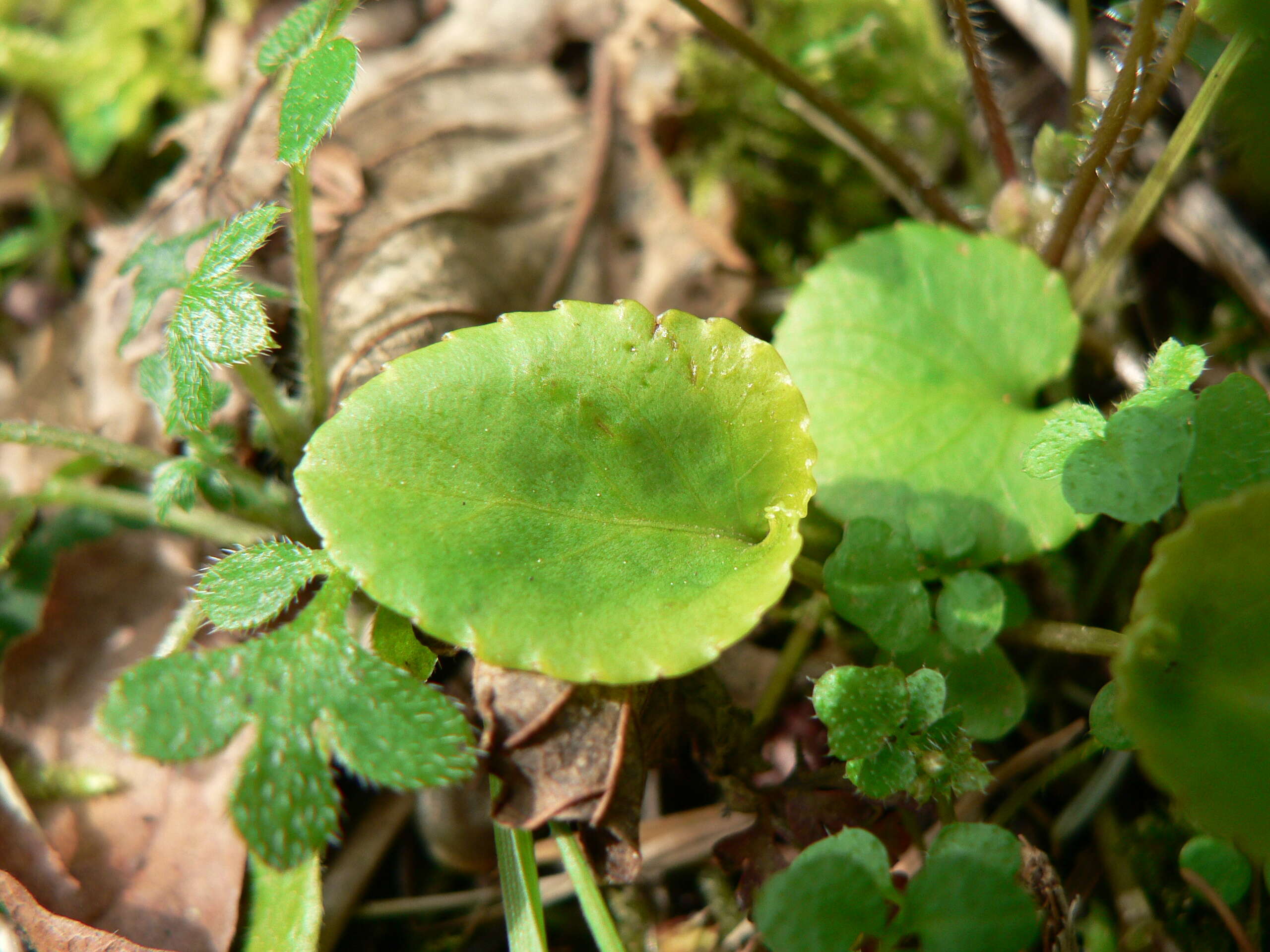 Image of Evergreen Violet