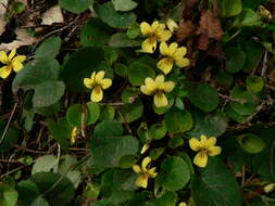 Image of Evergreen Violet