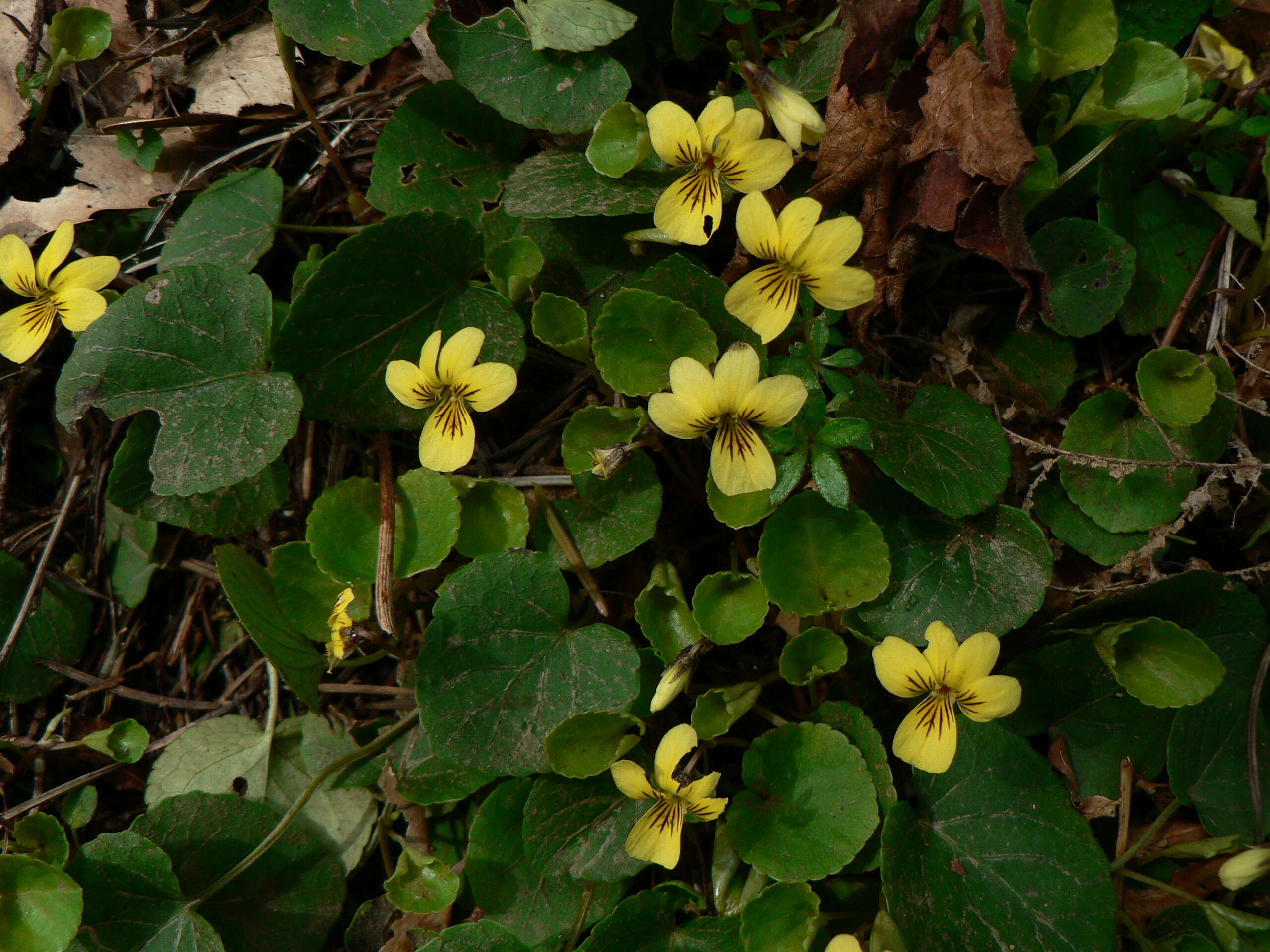 Image of Evergreen Violet