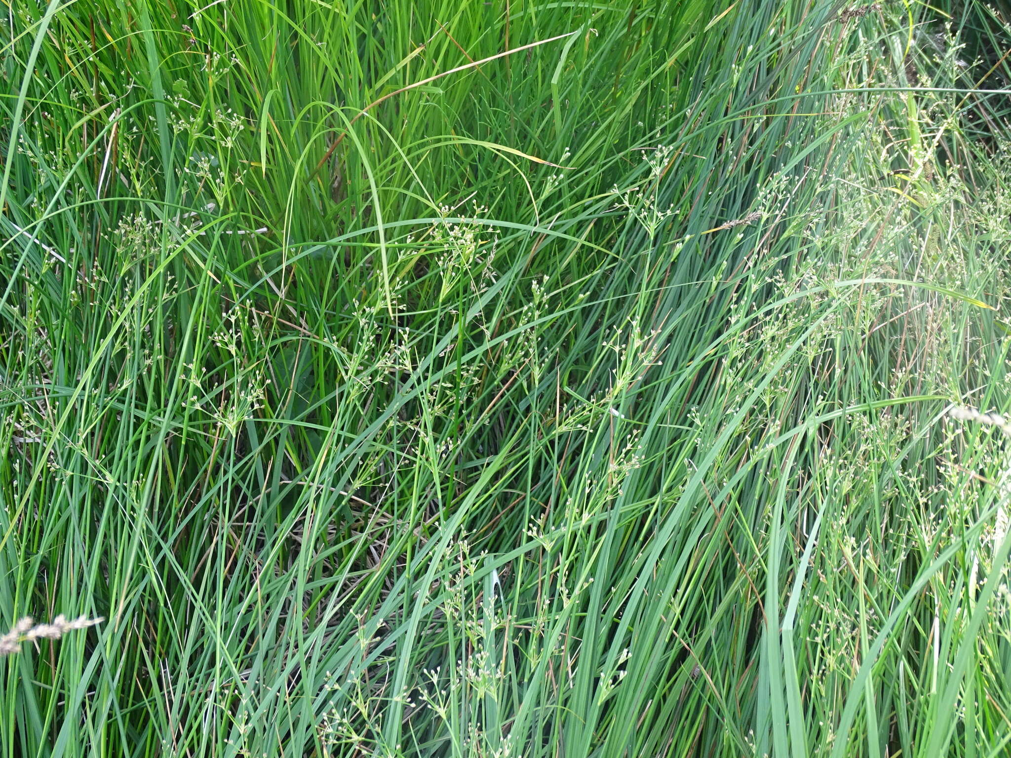 Image of Blunt-flowered Rush