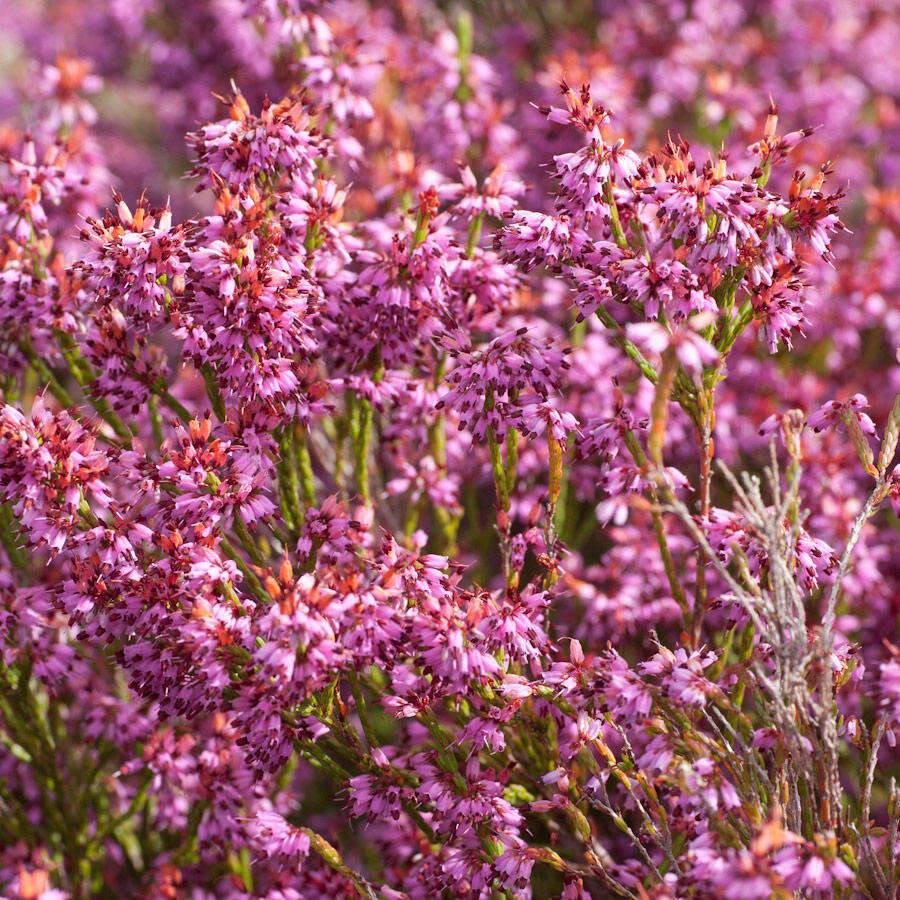 Imagem de Erica equisetifolia Salisb.