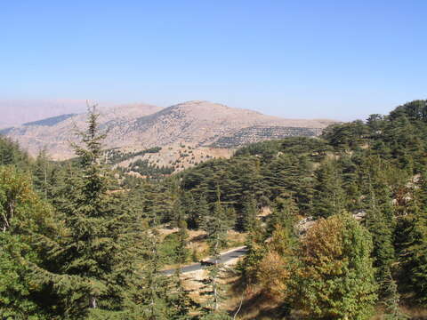 Image of Cedar of Lebanon