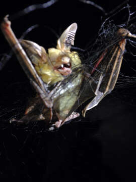 Image of pallid bat