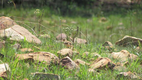 Image of Nicholson's Pipit