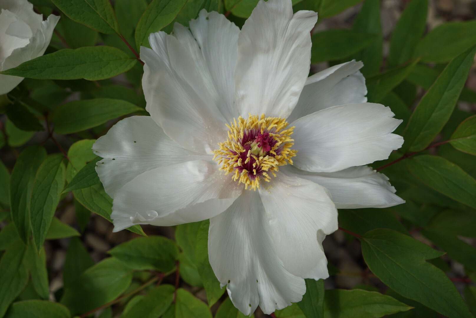 Plancia ëd Paeonia lactiflora Pall.