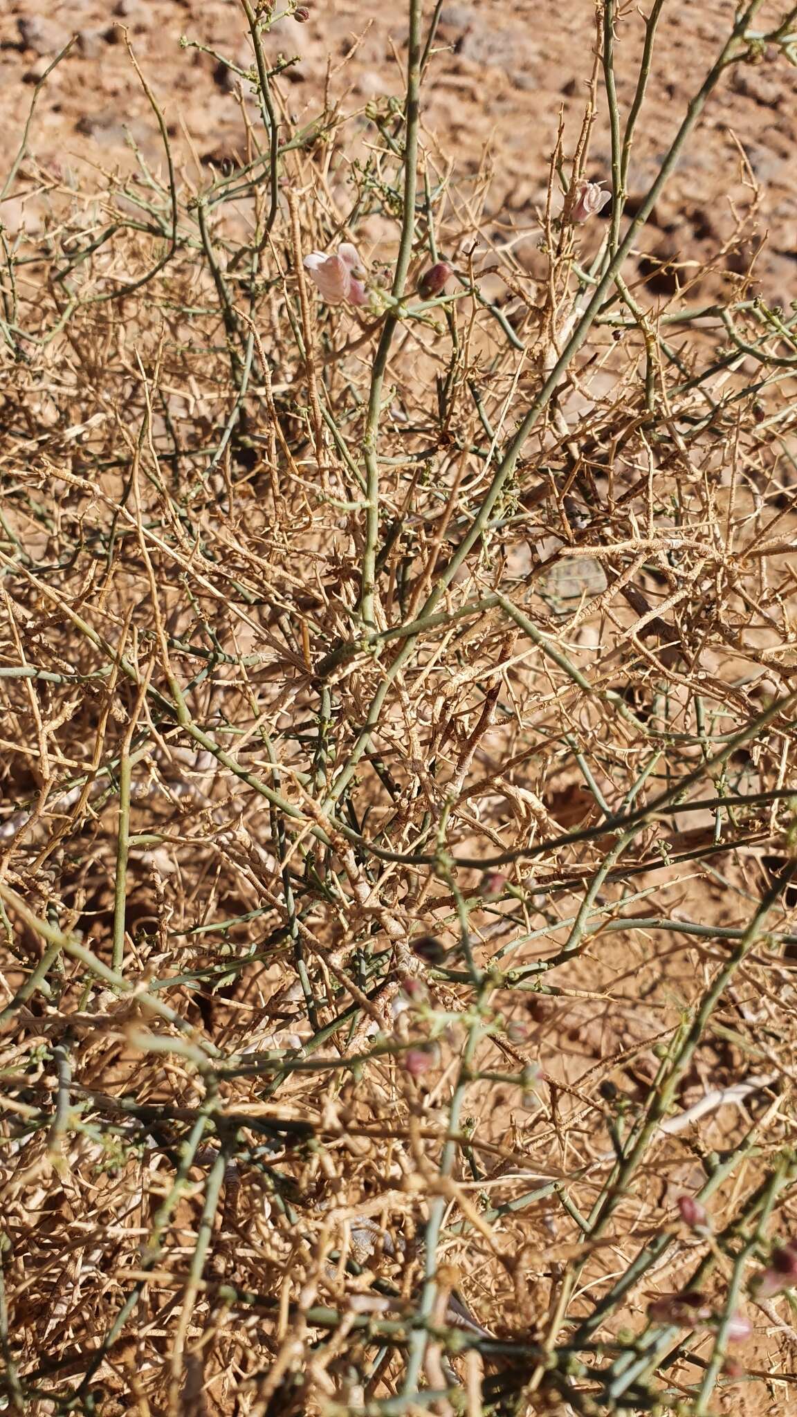 Image of Acanthorrhinum ramosissimum (Coss. & Durieu) Rothm.