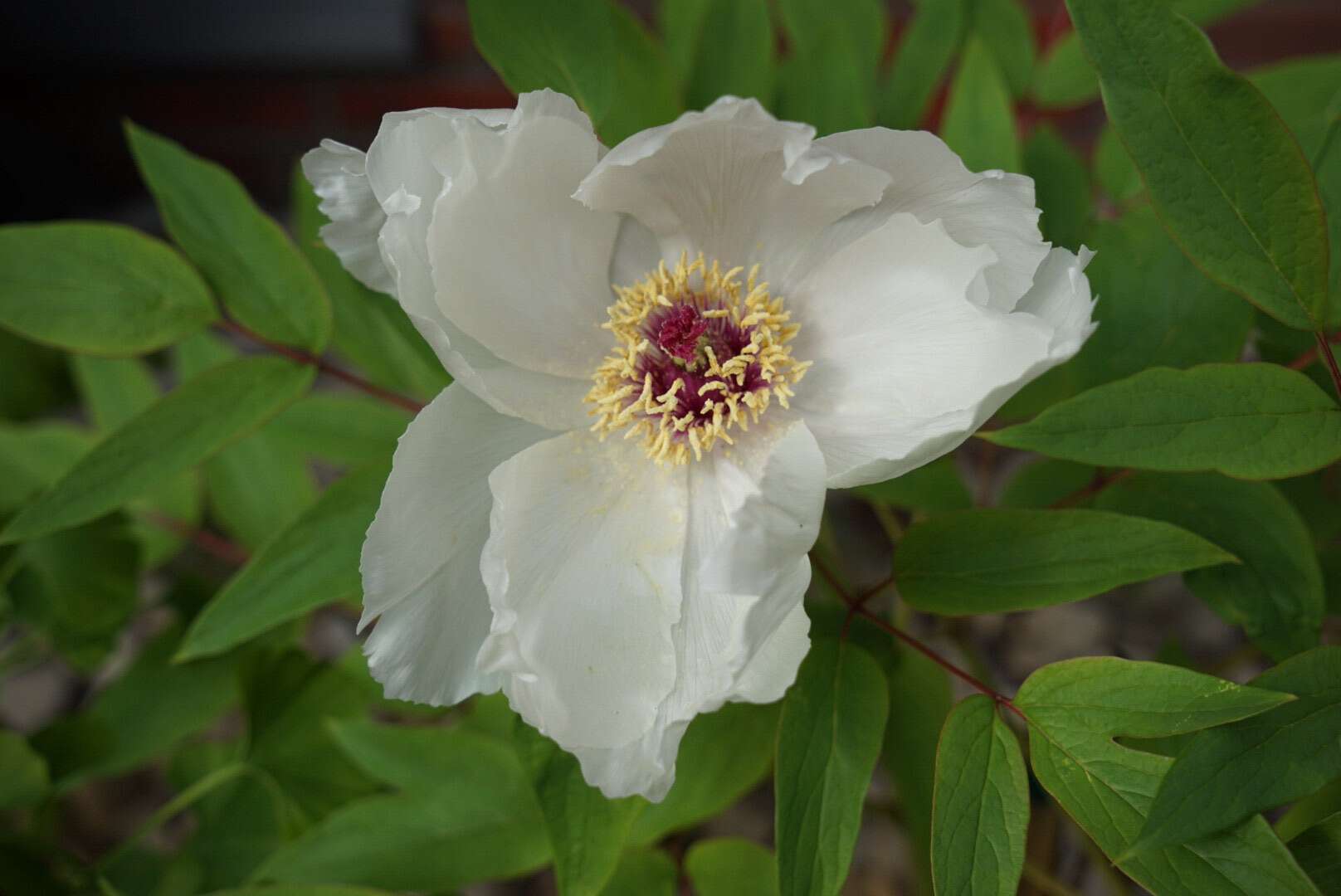 Plancia ëd Paeonia lactiflora Pall.