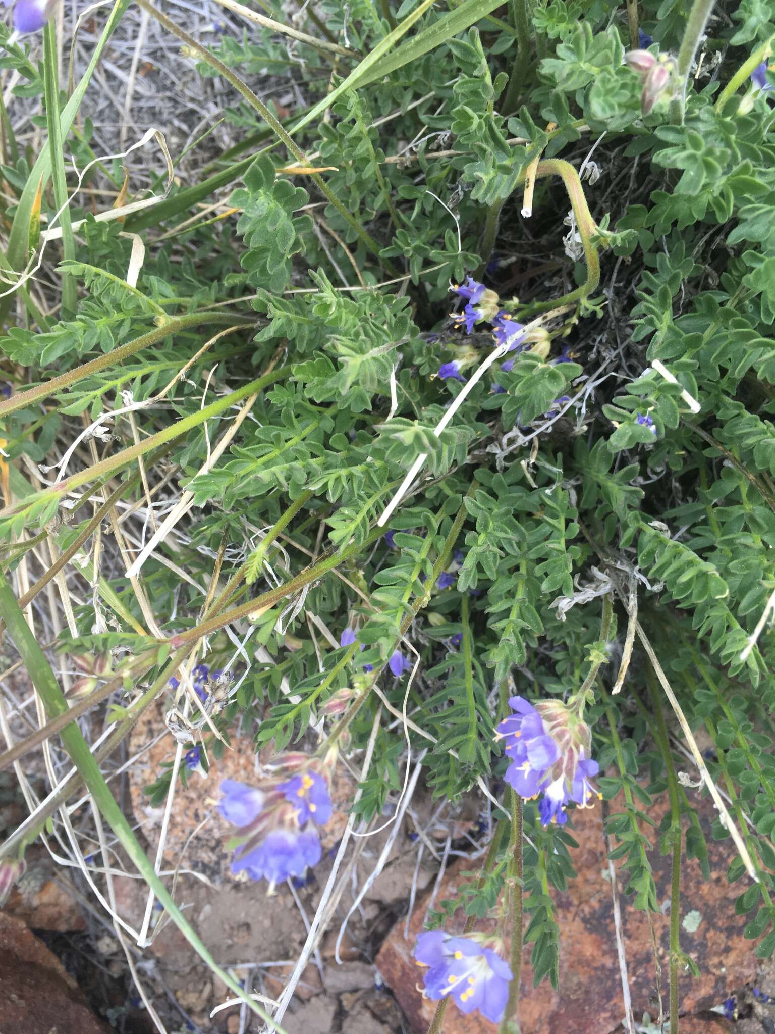 Imagem de Polemonium nevadense Wherry